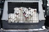 CAGE - BOX 003